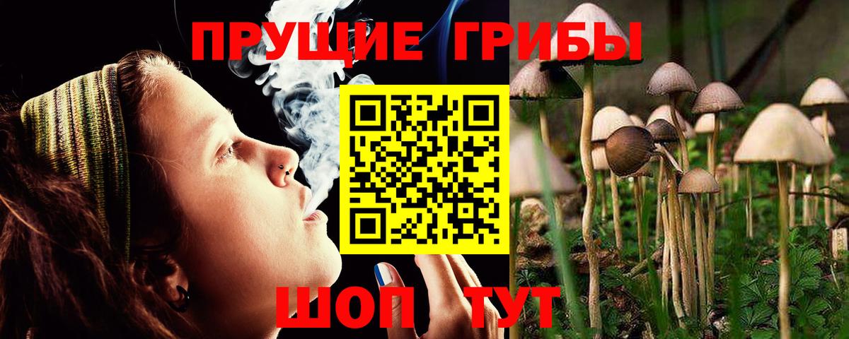 Псилоцибиновые грибы Psilocybe Чусовой